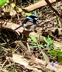 Malurus cyaneus cyanochlamys
