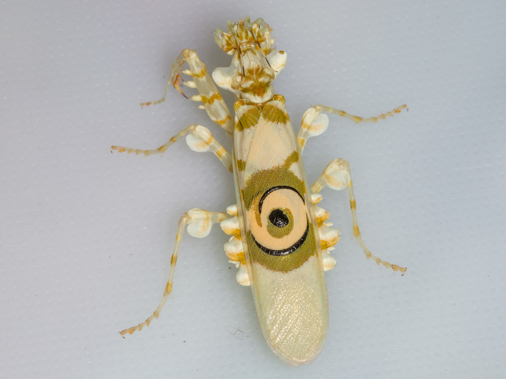 Common Spiny Flower Mantis