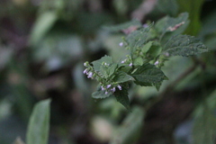 Teucrium viscidum