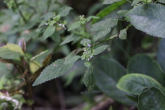 Teucrium viscidum