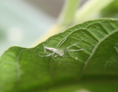 Oxyopes