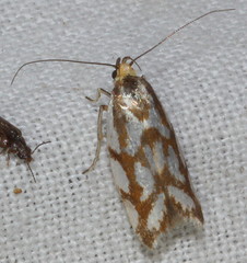 Myrascia bracteatella