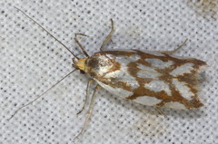 Myrascia bracteatella