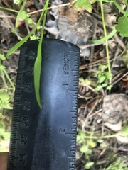 Limnosciadium pumilum