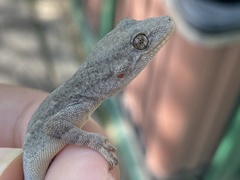 Gekko swinhonis