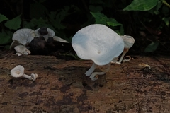Basidiomycota