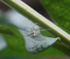 Oxyopes