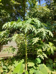 Carica papaya