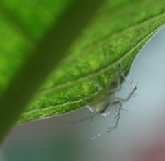 Oxyopes