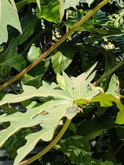 Carica papaya