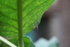 Oxyopes