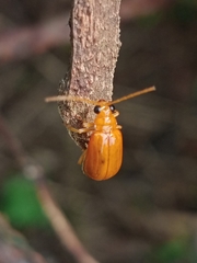 Aulacophora
