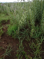 Dipcadi rigidifolium