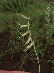 Dipcadi rigidifolium