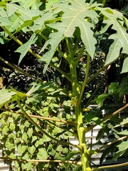 Carica papaya