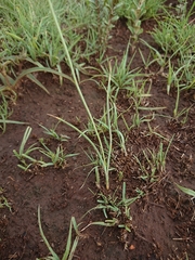 Dipcadi rigidifolium