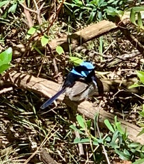 Malurus cyaneus cyanochlamys