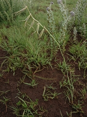 Dipcadi rigidifolium