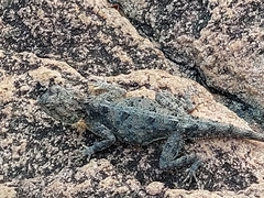 Agama aculeata distanti