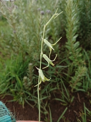 Dipcadi rigidifolium