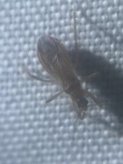 Oncerotrachelus