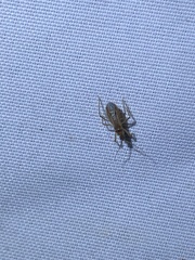 Oncerotrachelus