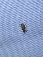 Oncerotrachelus