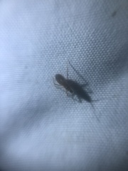 Oncerotrachelus