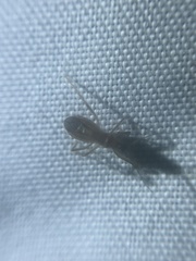 Oncerotrachelus