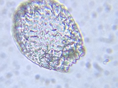 Euglypha