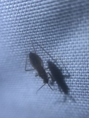 Oncerotrachelus