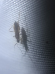 Oncerotrachelus