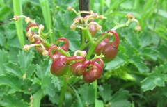 Cyphostemma natalitium