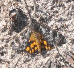 Synemon parthenoides