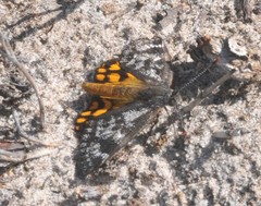 Synemon parthenoides
