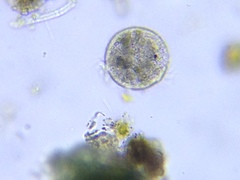 Strobilidium