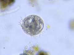 Strobilidium