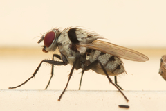 Anthomyia silvestris