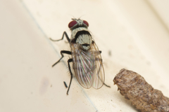 Anthomyia silvestris