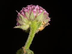 Sphaeranthus peduncularis