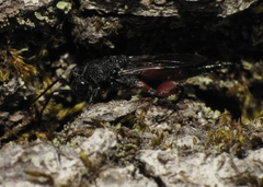 Phasgonophora sulcata