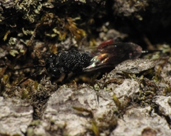 Phasgonophora sulcata