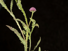 Sphaeranthus peduncularis