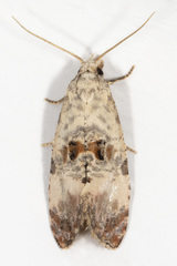 Cochylichroa arthuri
