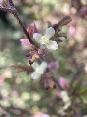 Xanthosia stellata