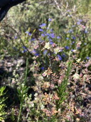 Xanthosia stellata