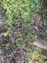 Limnosciadium pumilum