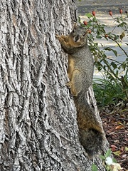 Sciurus niger
