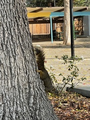 Sciurus niger