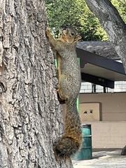 Sciurus niger
